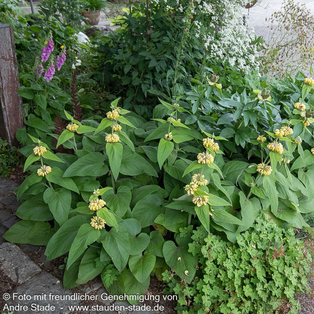Syrisches Brandkraut (Phlomis russeliana)