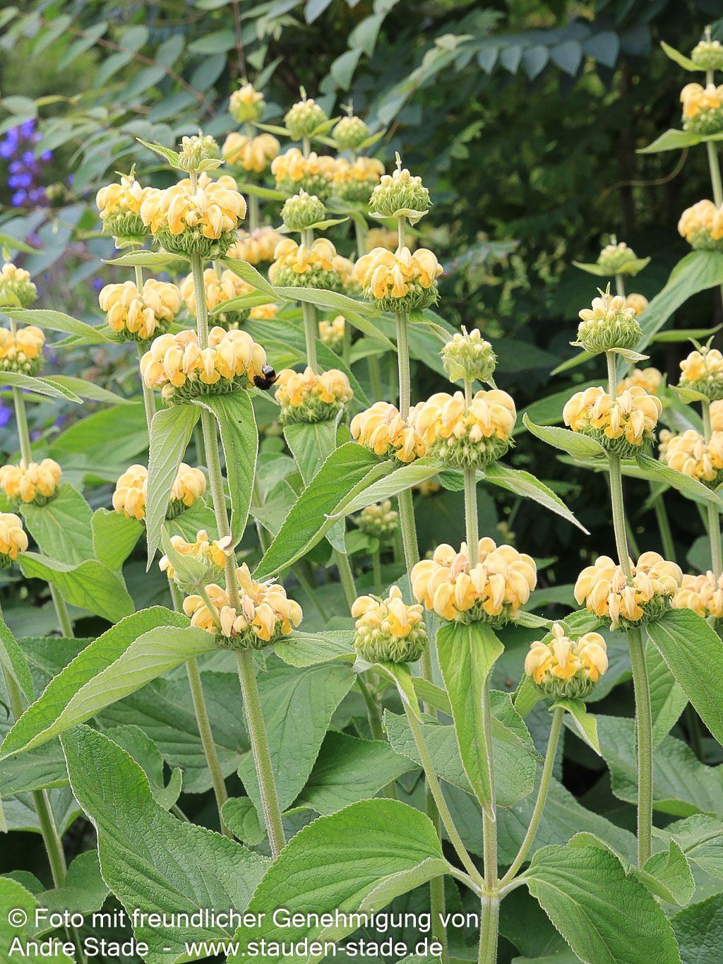Syrisches Brandkraut (Phlomis russeliana)