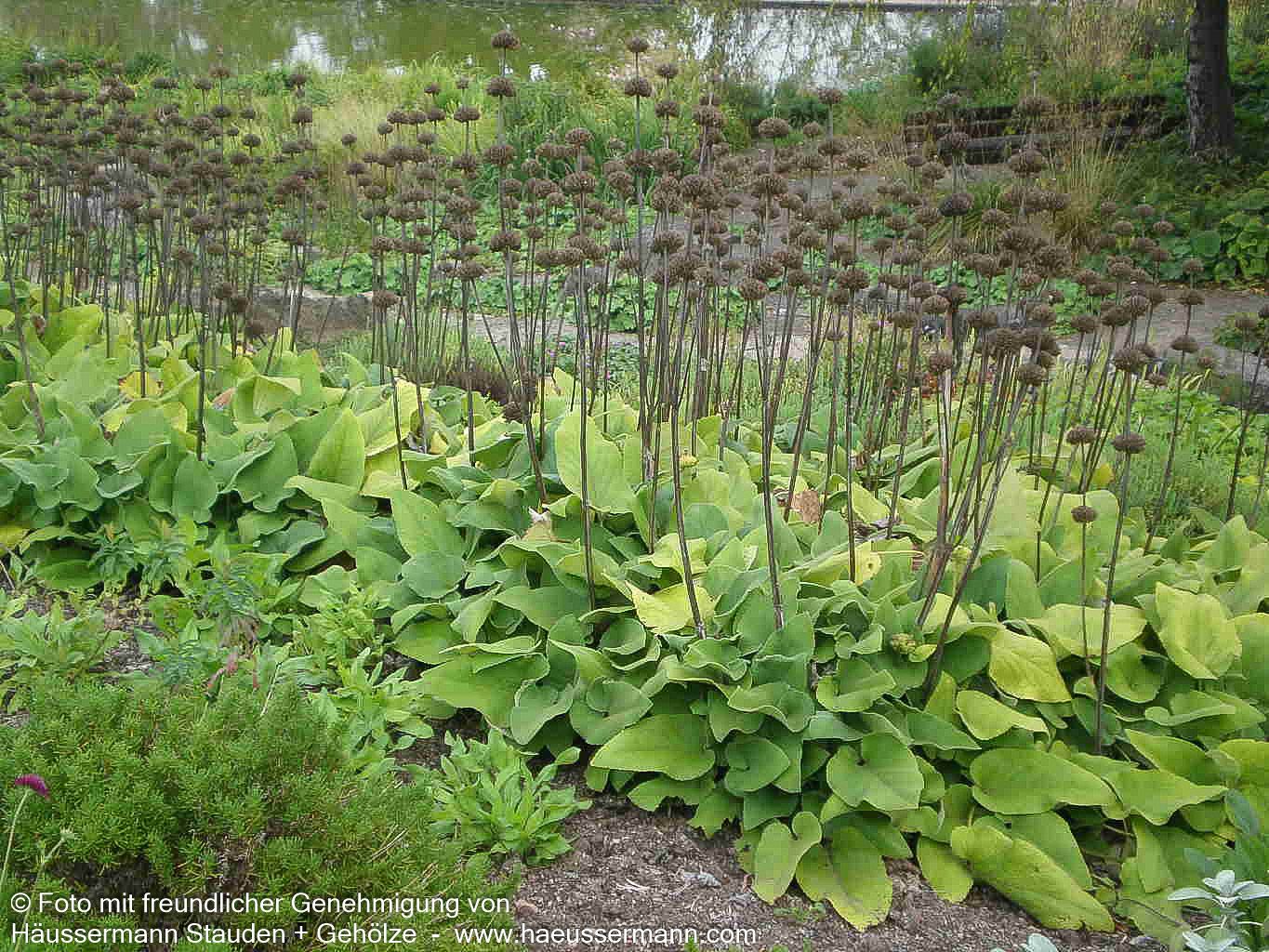 Syrisches Brandkraut (Phlomis russeliana)