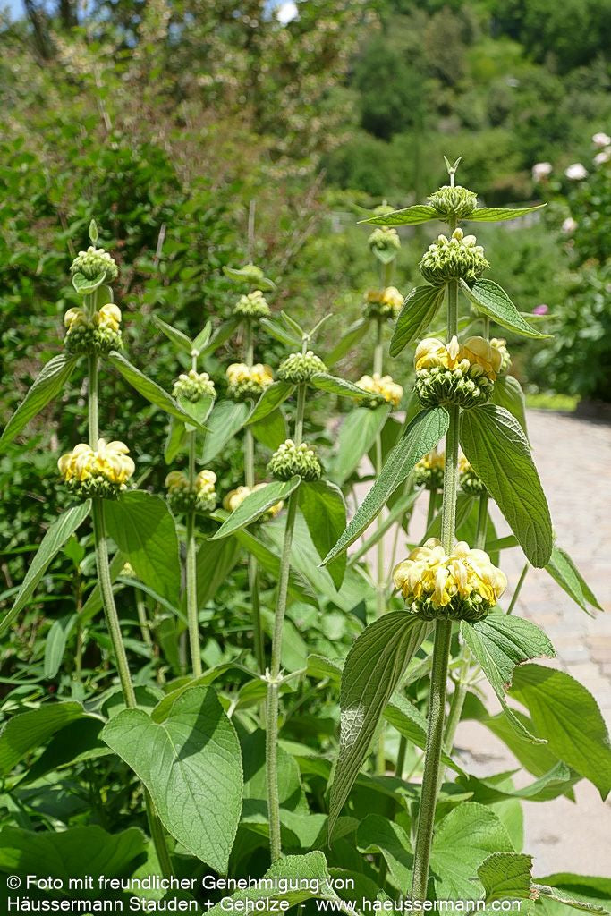 Syrisches Brandkraut (Phlomis russeliana)
