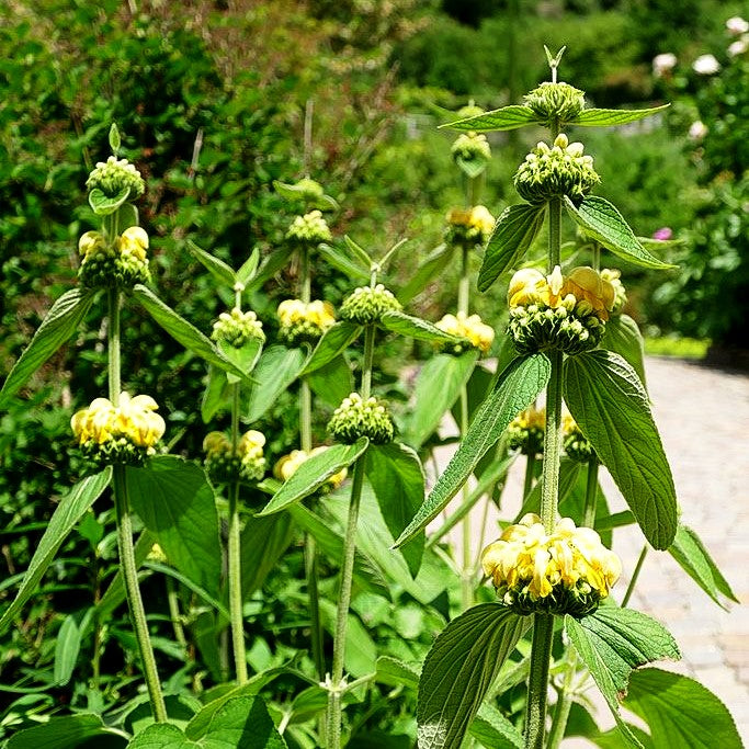 Syrisches Brandkraut (Phlomis russeliana)