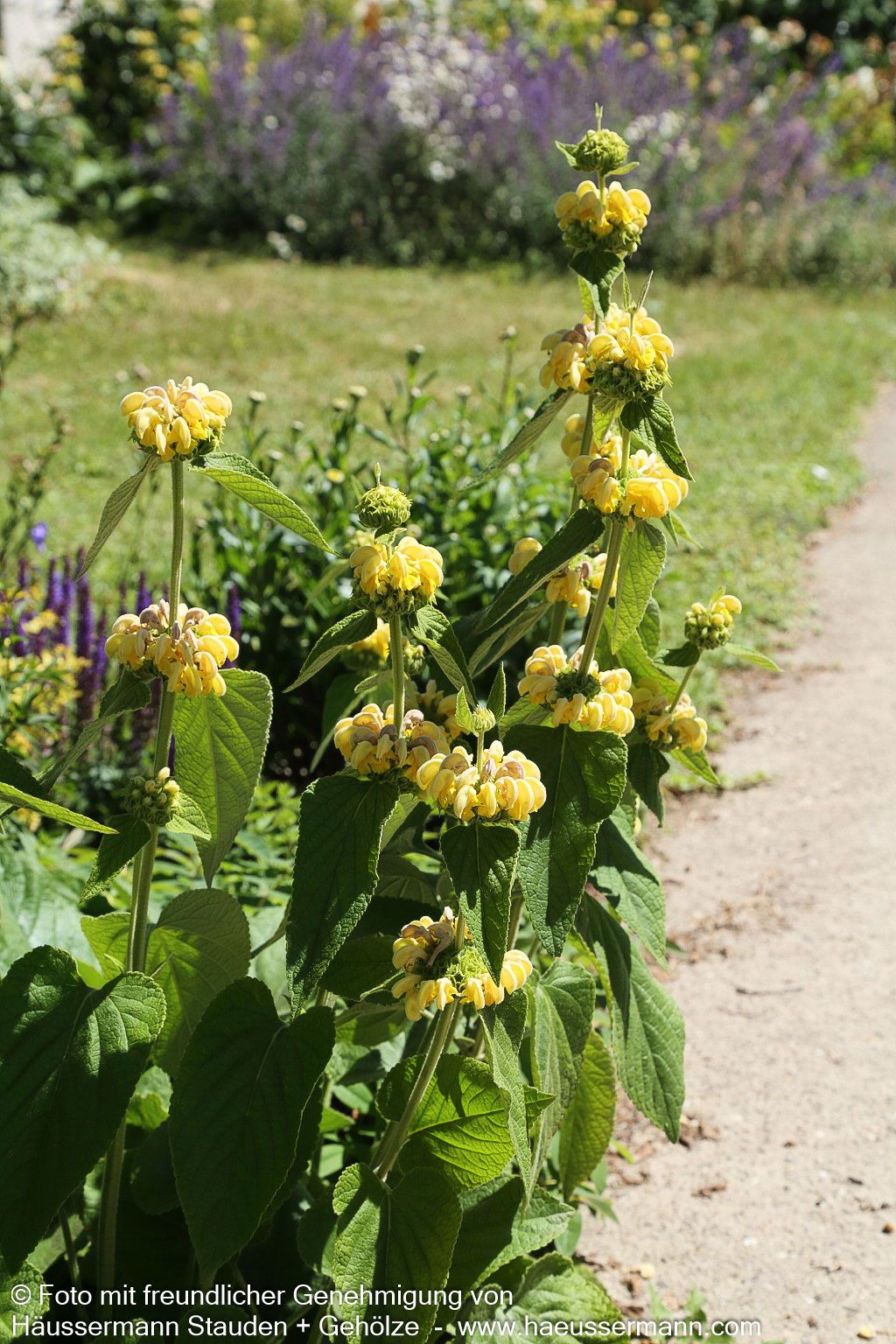 Syrisches Brandkraut (Phlomis russeliana)