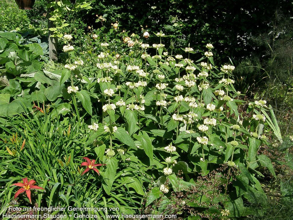 Syrisches Brandkraut (Phlomis russeliana)