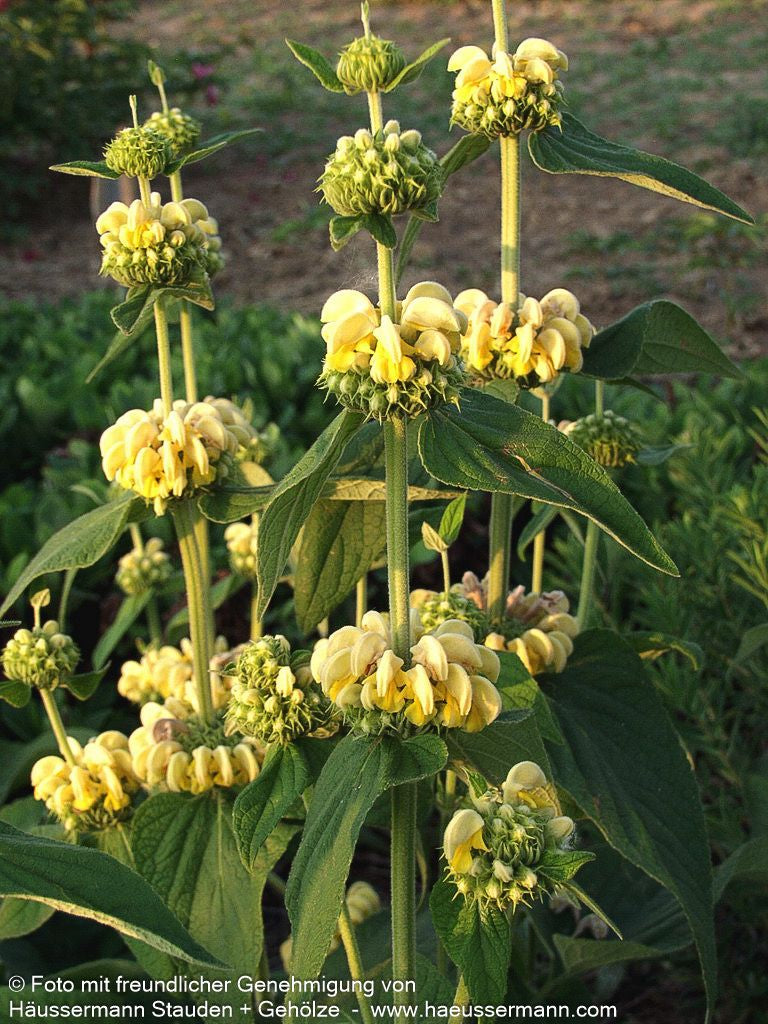 Syrisches Brandkraut (Phlomis russeliana)