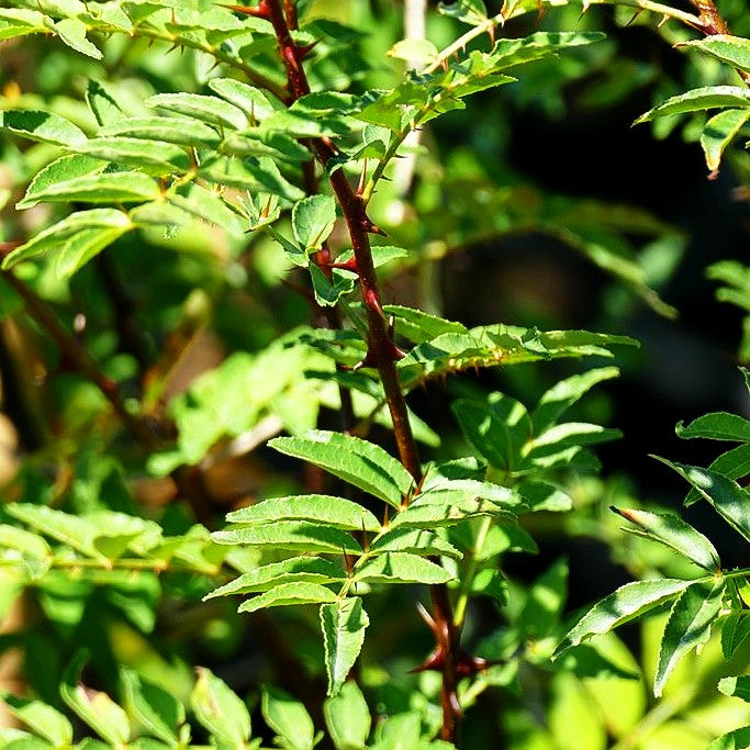 Szechuan-Pfeffer, Pfefferstrauch (Zanthoxylum piperitum)
