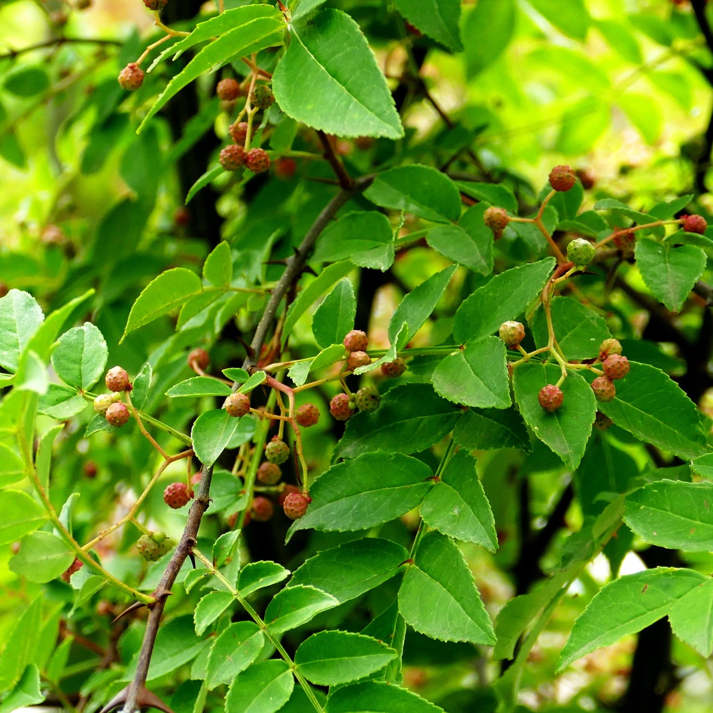 Szechuan-Pfeffer, Pfefferstrauch (Zanthoxylum schinifolium)