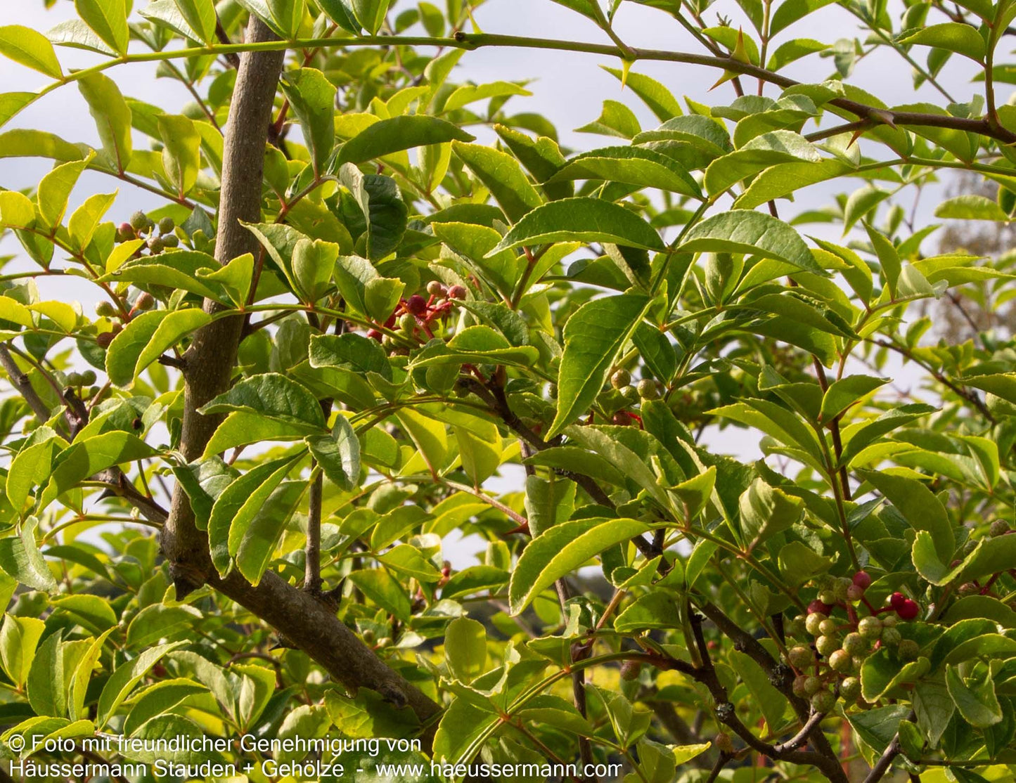 Täuschende Stachelesche (Zanthoxylum simulans)