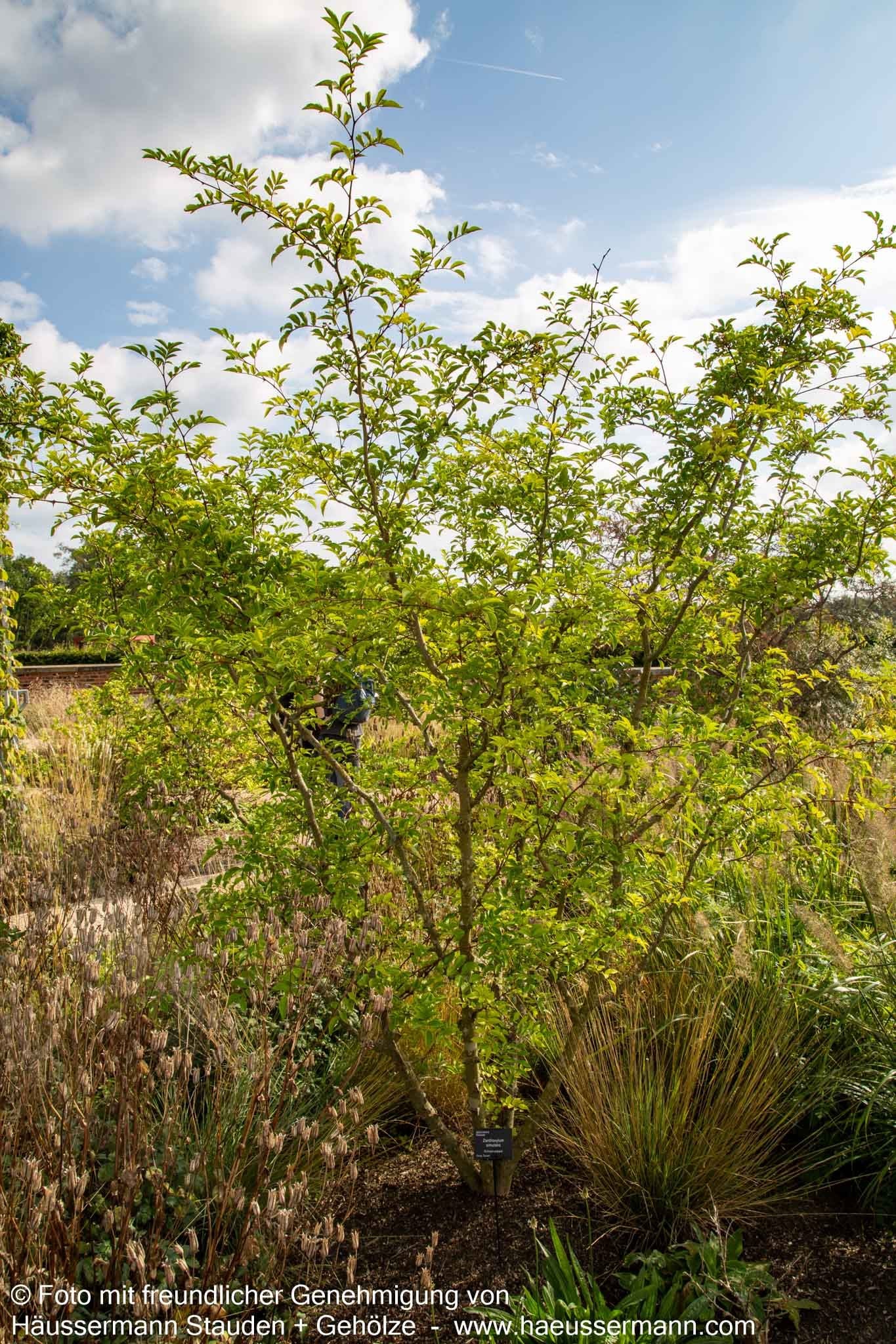 Täuschende Stachelesche (Zanthoxylum simulans)