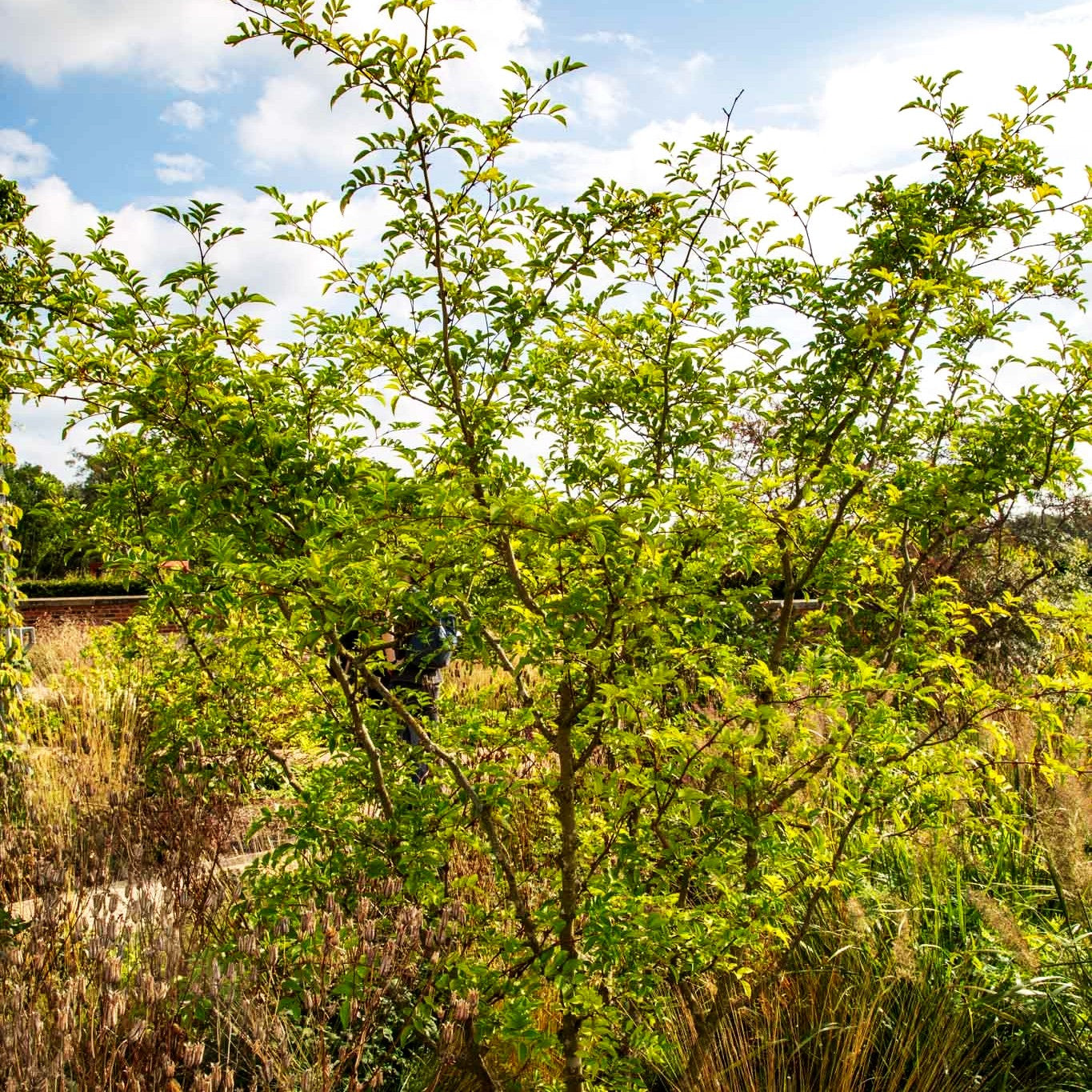 Täuschende Stachelesche (Zanthoxylum simulans)