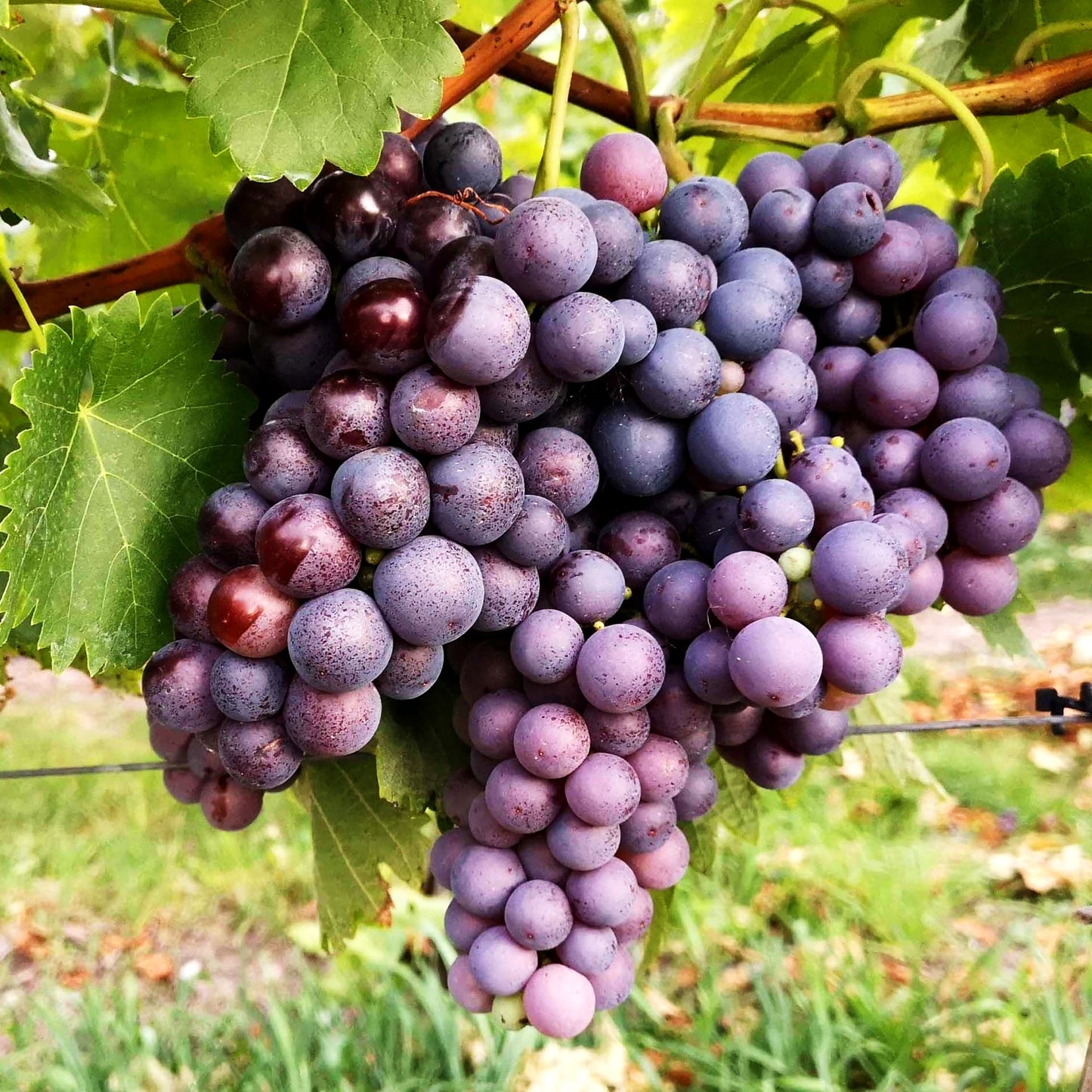 Tafeltraube 'Erdbeertraube' (Vitis)