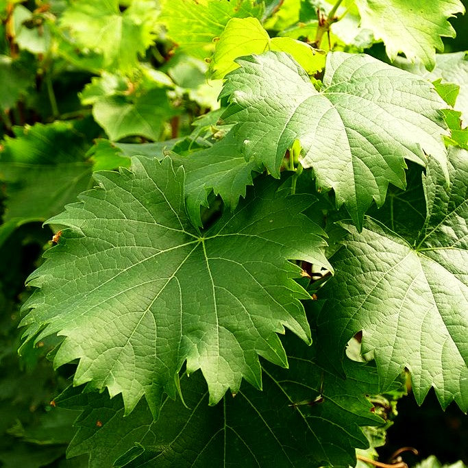 Tafeltraube 'Garant' (Vitis)