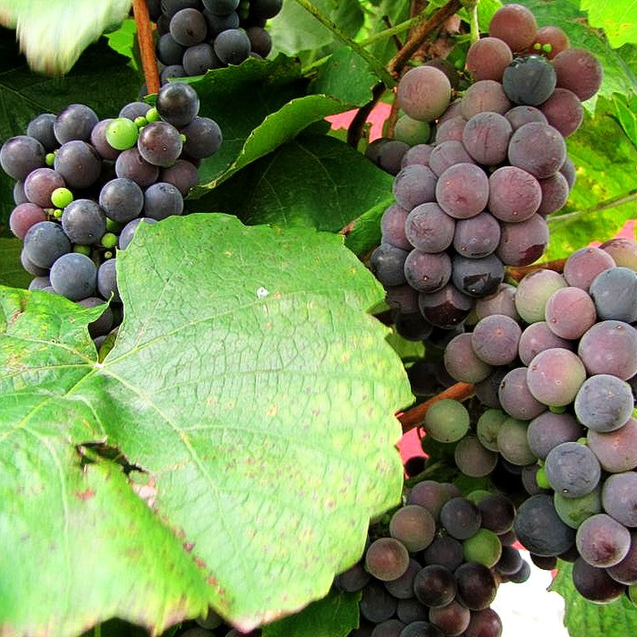 Tafeltraube 'Isabella' (Vitis -blau-)