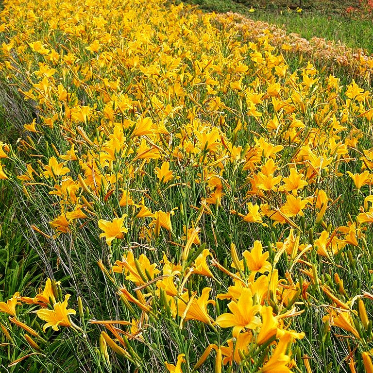 Taglilie 'August Orange' (Hemerocallis x cult.)