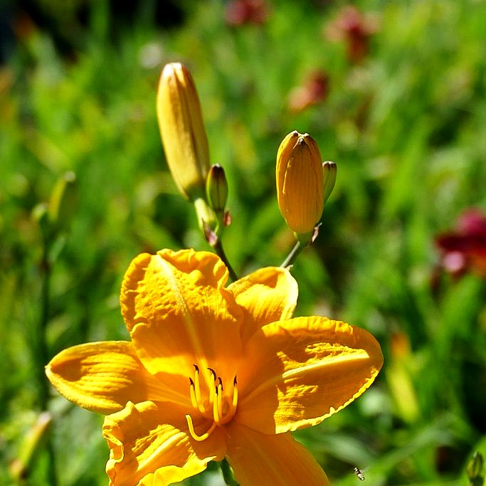 Taglilie 'Cartwheels' (Hemerocallis x cult.)