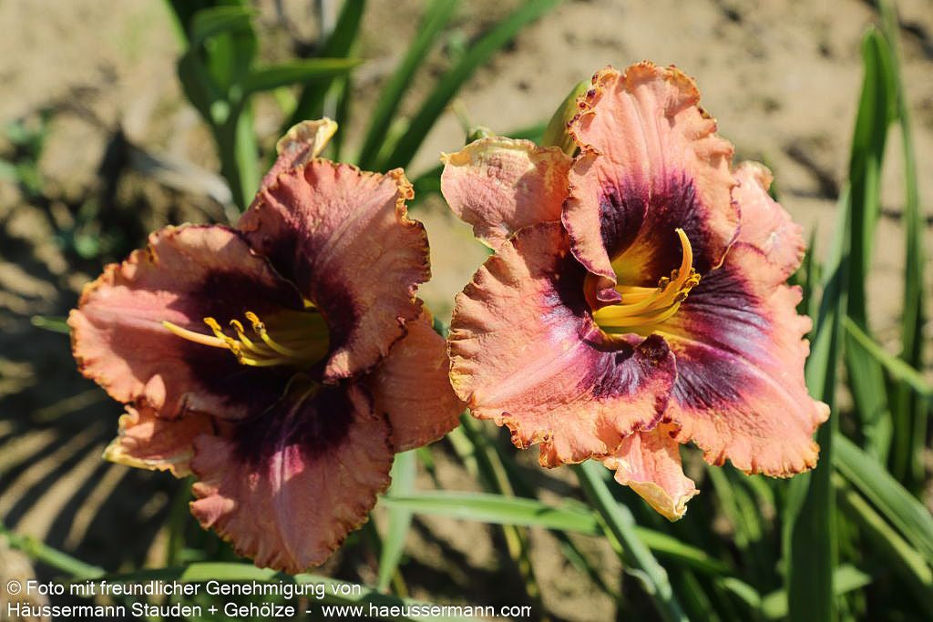 Taglilie 'Daring Deception' (Hemerocallis x cult.)
