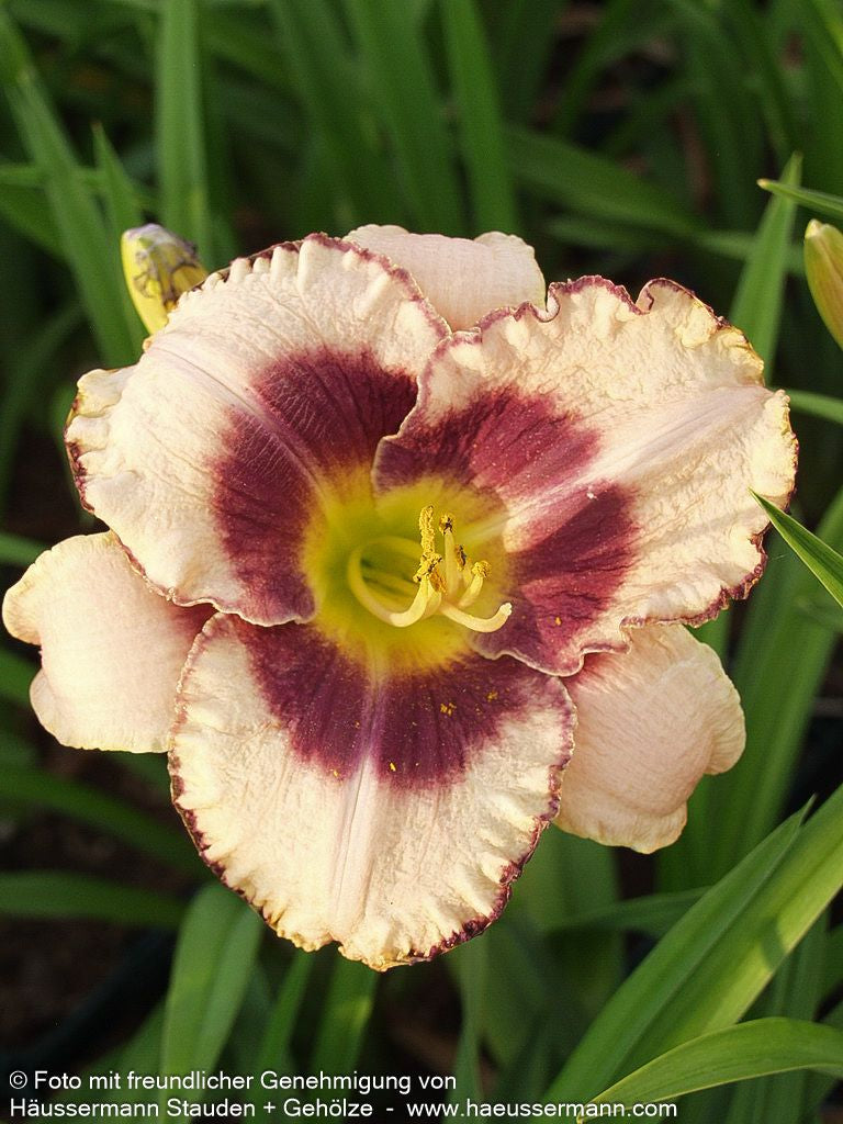 Taglilie 'Daring Deception' (Hemerocallis x cult.)