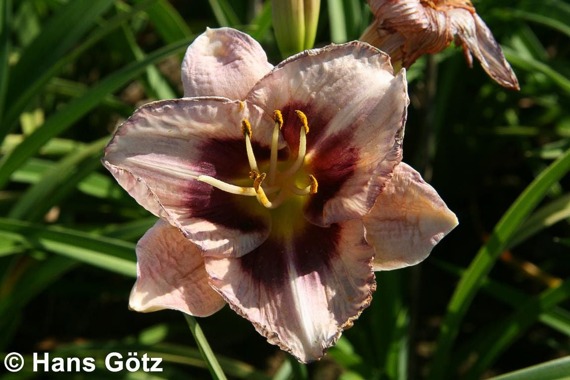 Taglilie 'Daring Deception' (Hemerocallis x cult.)