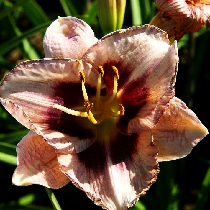 Taglilie 'Daring Deception' (Hemerocallis x cult.)