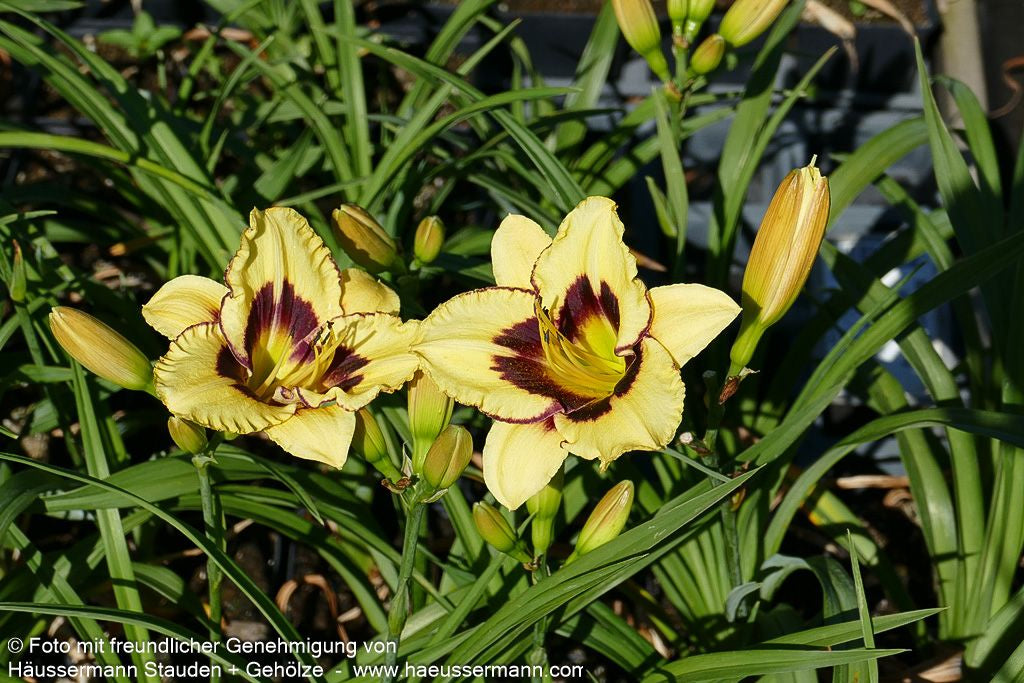 Taglilie 'El Desperado' (Hemerocallis x cult.)