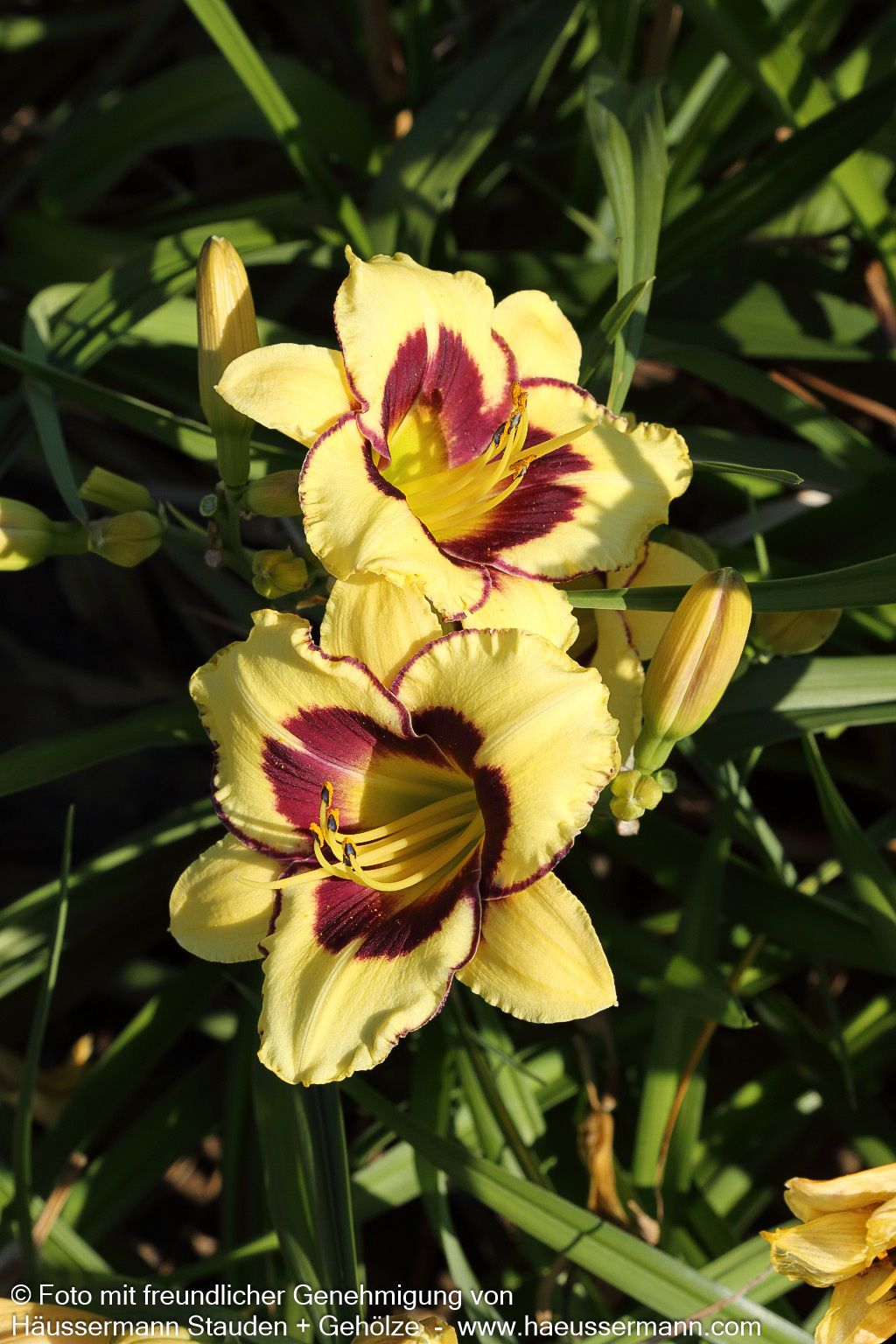 Taglilie 'El Desperado' (Hemerocallis x cult.)