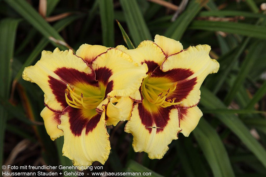 Taglilie 'El Desperado' (Hemerocallis x cult.)
