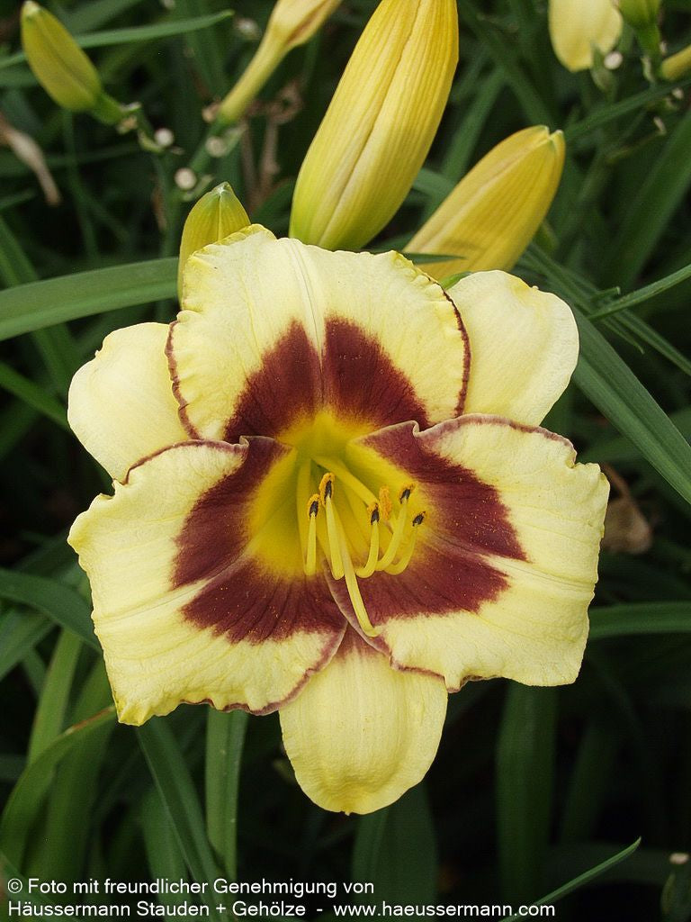 Taglilie 'El Desperado' (Hemerocallis x cult.)