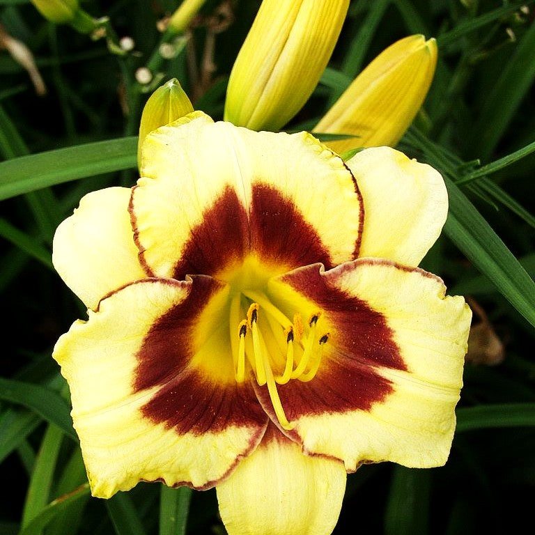 Taglilie 'El Desperado' (Hemerocallis x cult.)