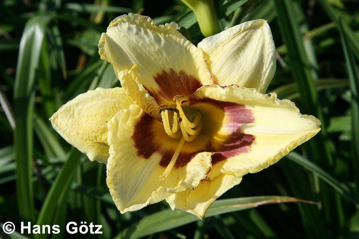 Taglilie 'El Desperado' (Hemerocallis x cult.)