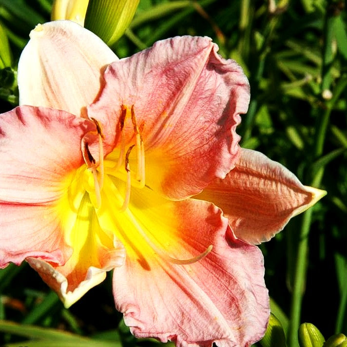 Taglilie 'Final Touch' (Hemerocallis x cult.)
