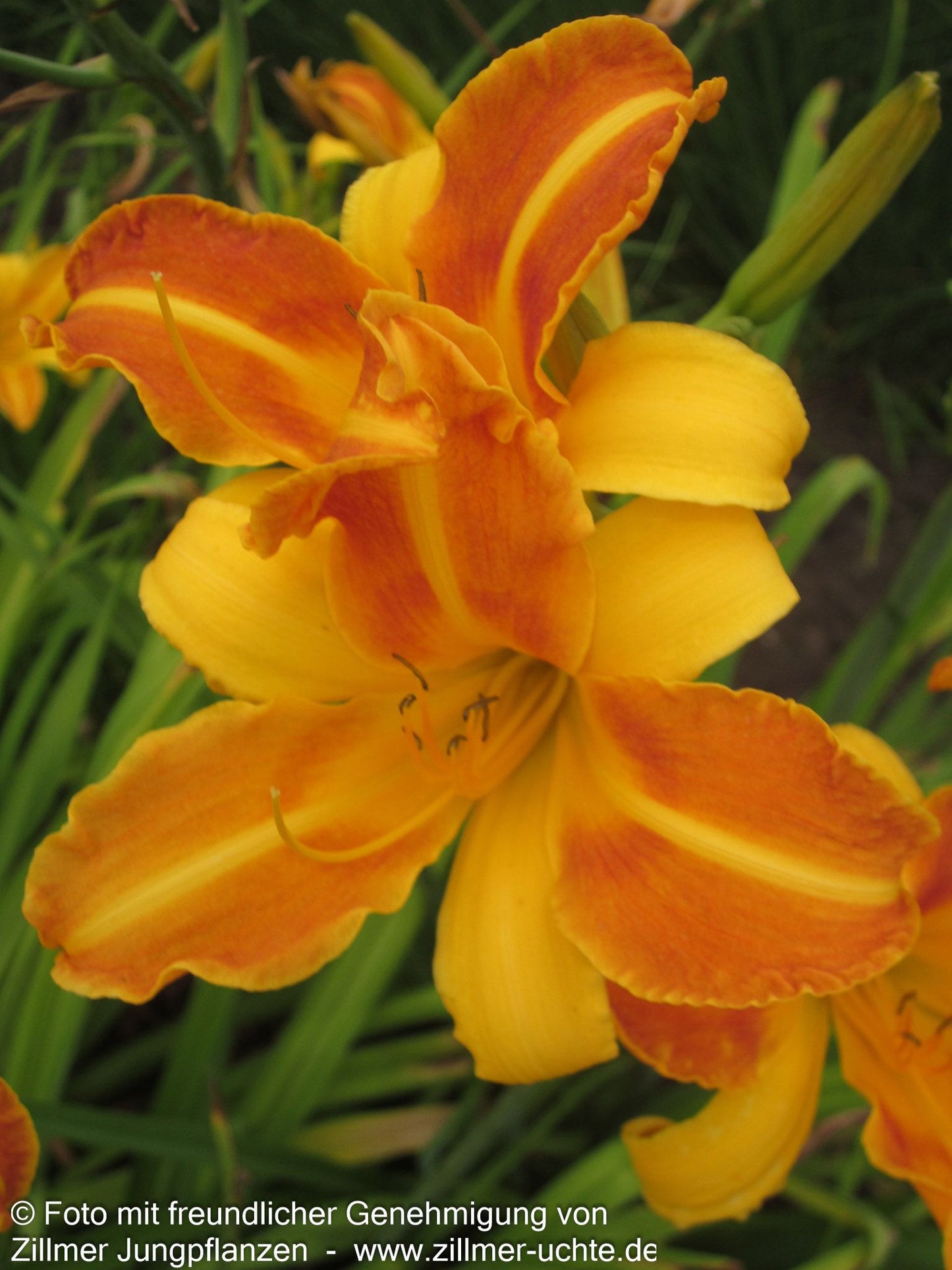 Taglilie 'Frans Hals' (Hemerocallis x cult.)