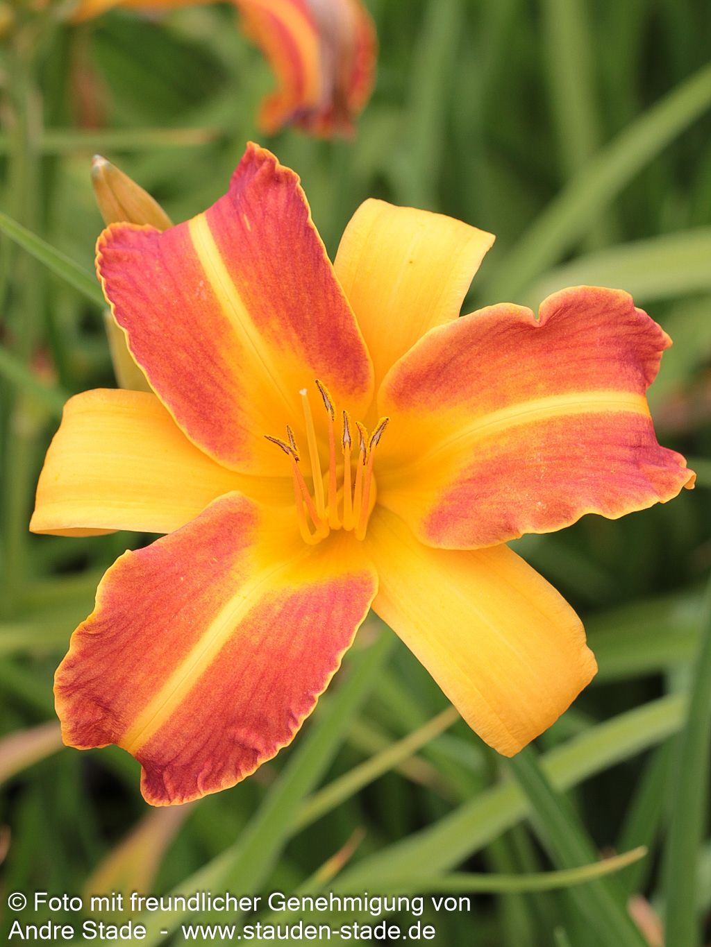 Taglilie 'Frans Hals' (Hemerocallis x cult.)
