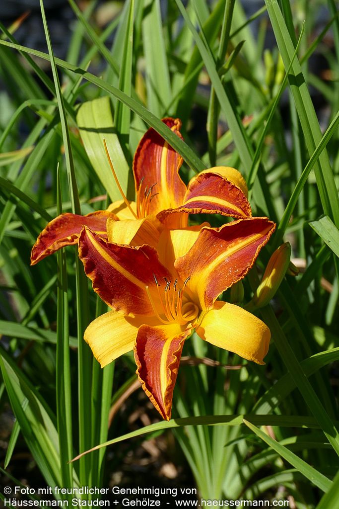 Taglilie 'Frans Hals' (Hemerocallis x cult.)