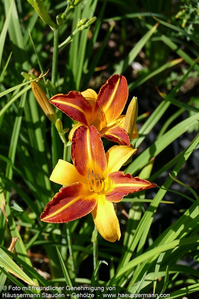 Taglilie 'Frans Hals' (Hemerocallis x cult.)