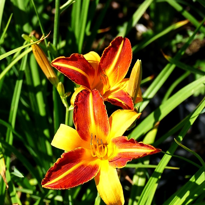 Taglilie 'Frans Hals' (Hemerocallis x cult.)