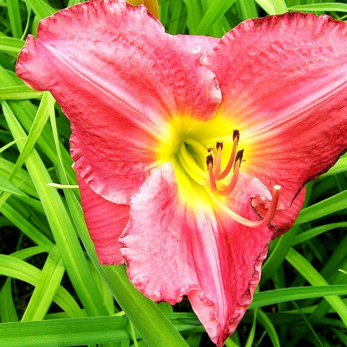 Taglilie 'Gypsy Rose' (Hemerocallis x cult.)