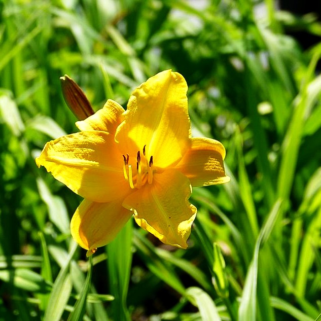 Taglilie 'Little Cherub' (Hemerocallis x cult.)