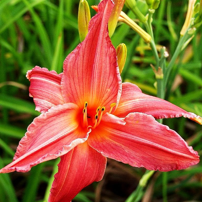 Taglilie 'Loud Acclaim' (Hemerocallis x cult.)
