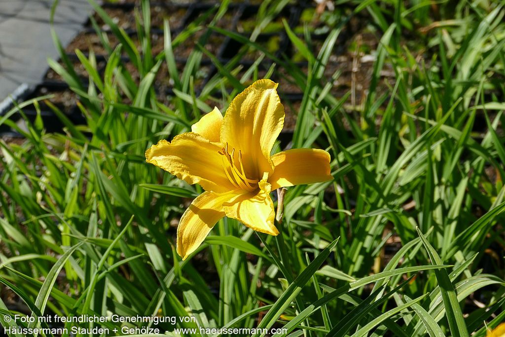 Taglilie 'Mary Todd' (Hemerocallis x cult.)