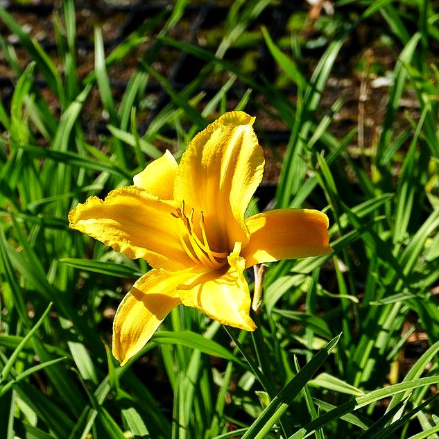 Taglilie 'Mary Todd' (Hemerocallis x cult.)
