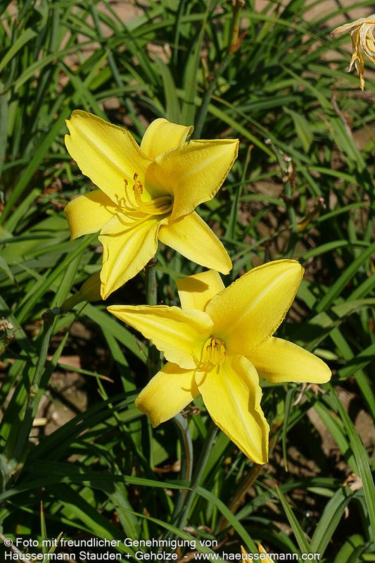 Taglilie 'Molokai' (Hemerocallis x cult.)