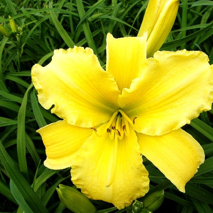 Taglilie 'Molokai' (Hemerocallis x cult.)