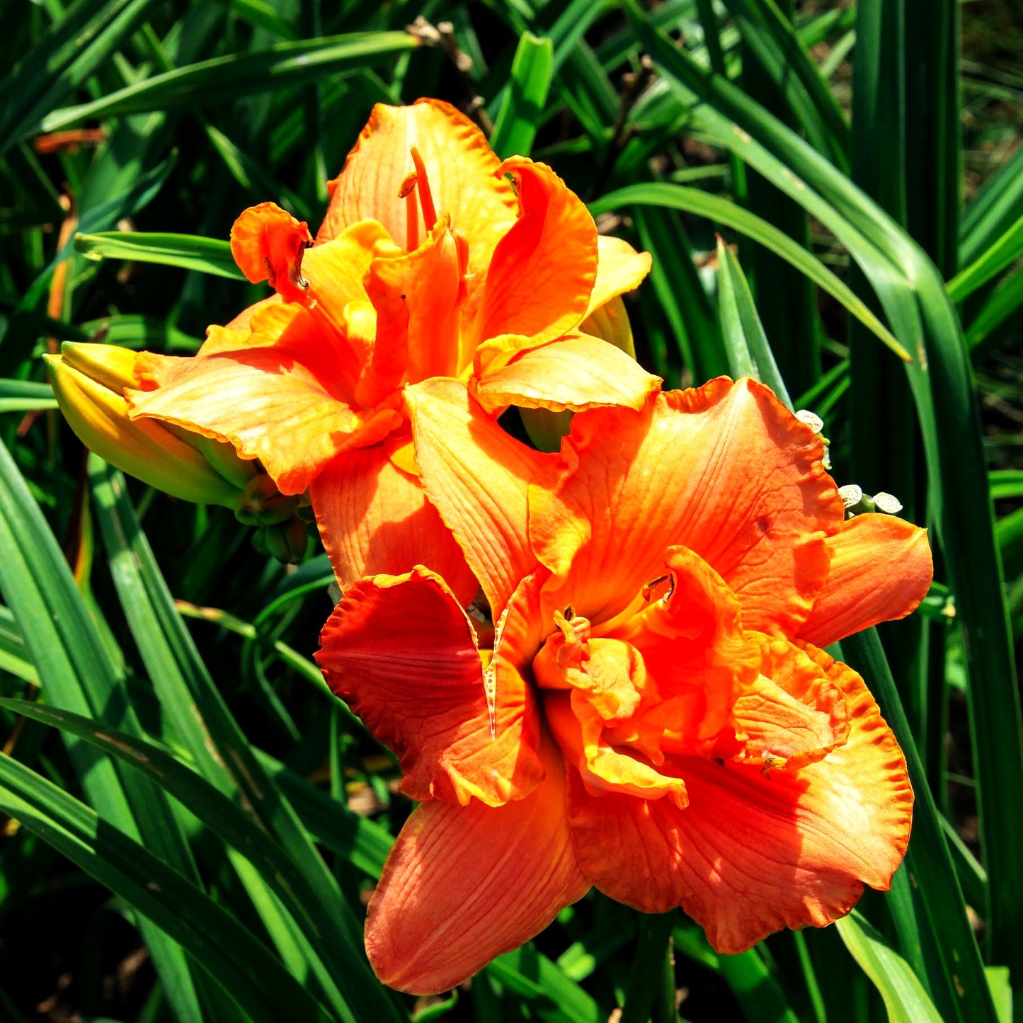 Taglilie 'My Reggae Tiger' (Hemerocallis x cult.)