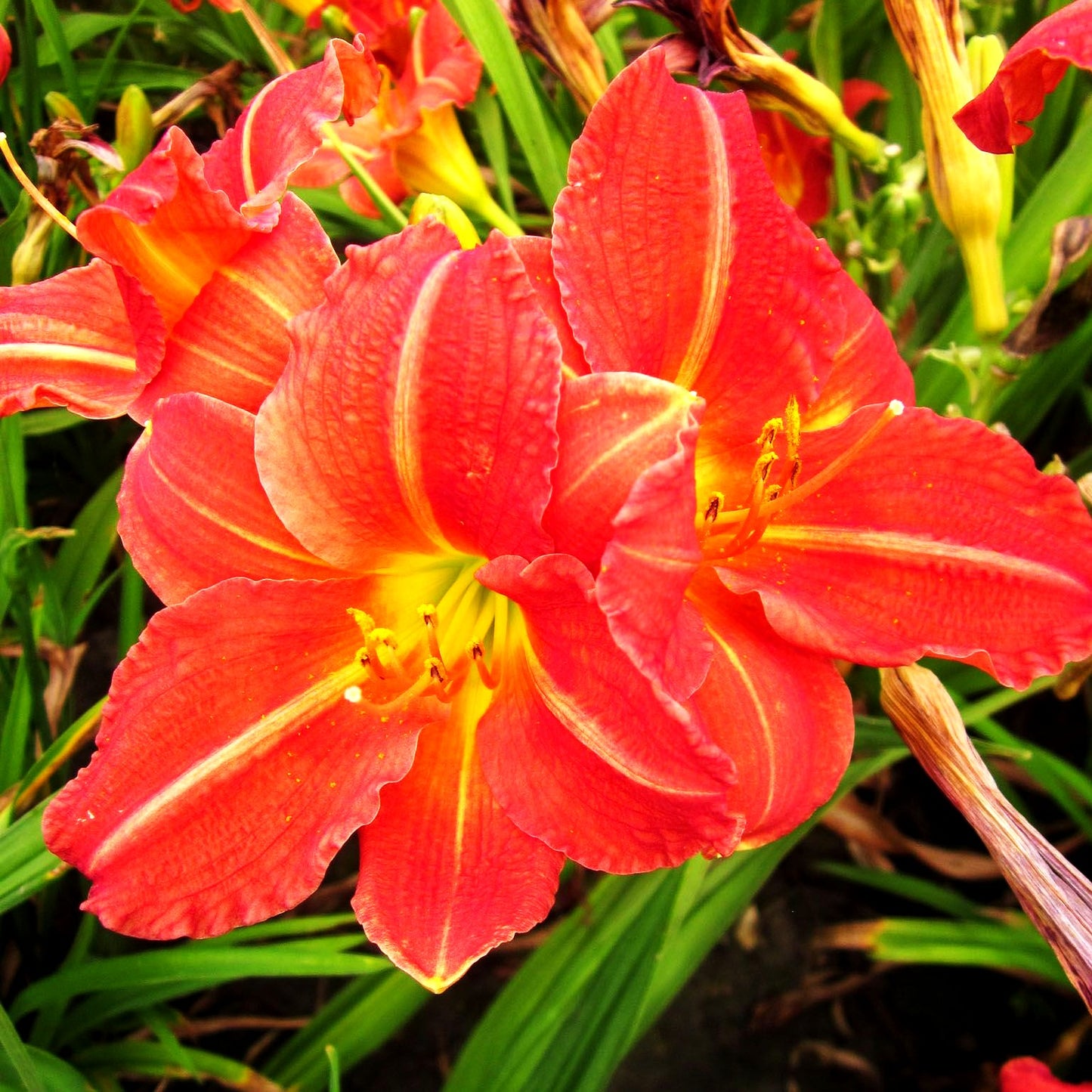 Taglilie 'Red Rum' (Hemerocallis x cult.)