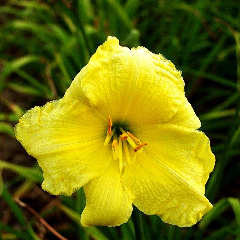 Taglilie 'Renee' (Hemerocallis x cult.)