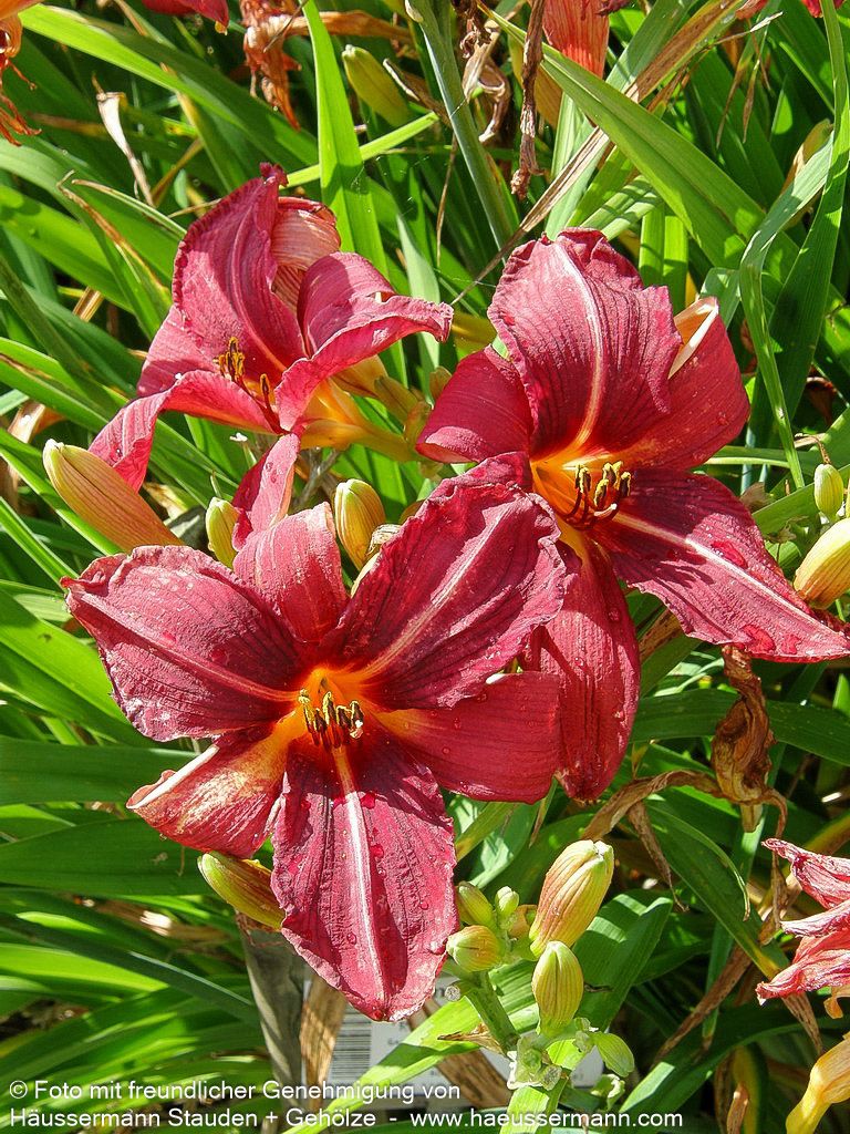 Taglilie 'Royal Granat' (Hemerocallis x cult.)