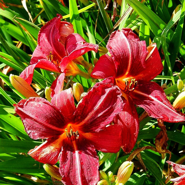 Taglilie 'Royal Granat' (Hemerocallis x cult.)