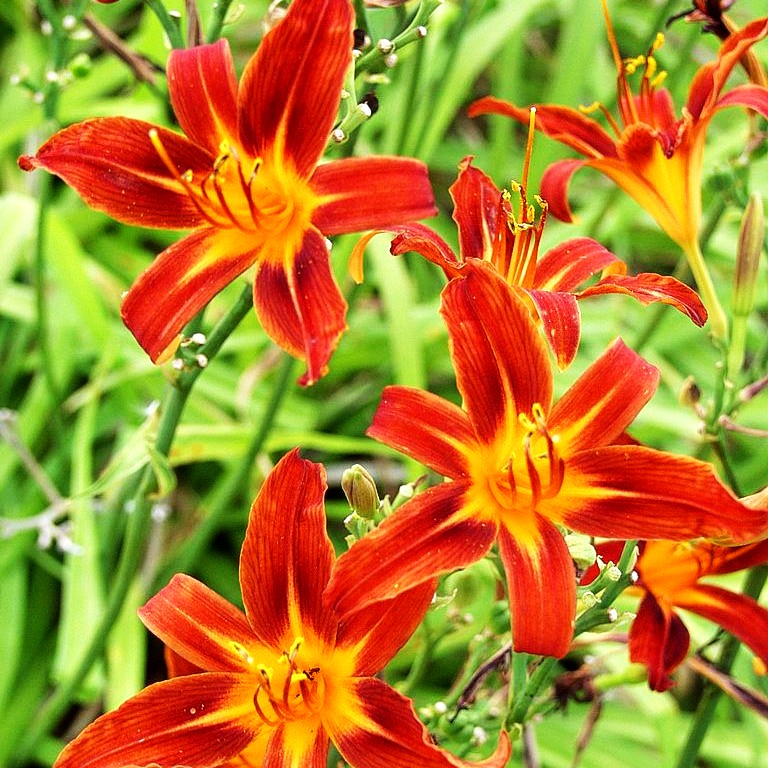 Taglilie 'Sammy Russell' (Hemerocallis x cult.)