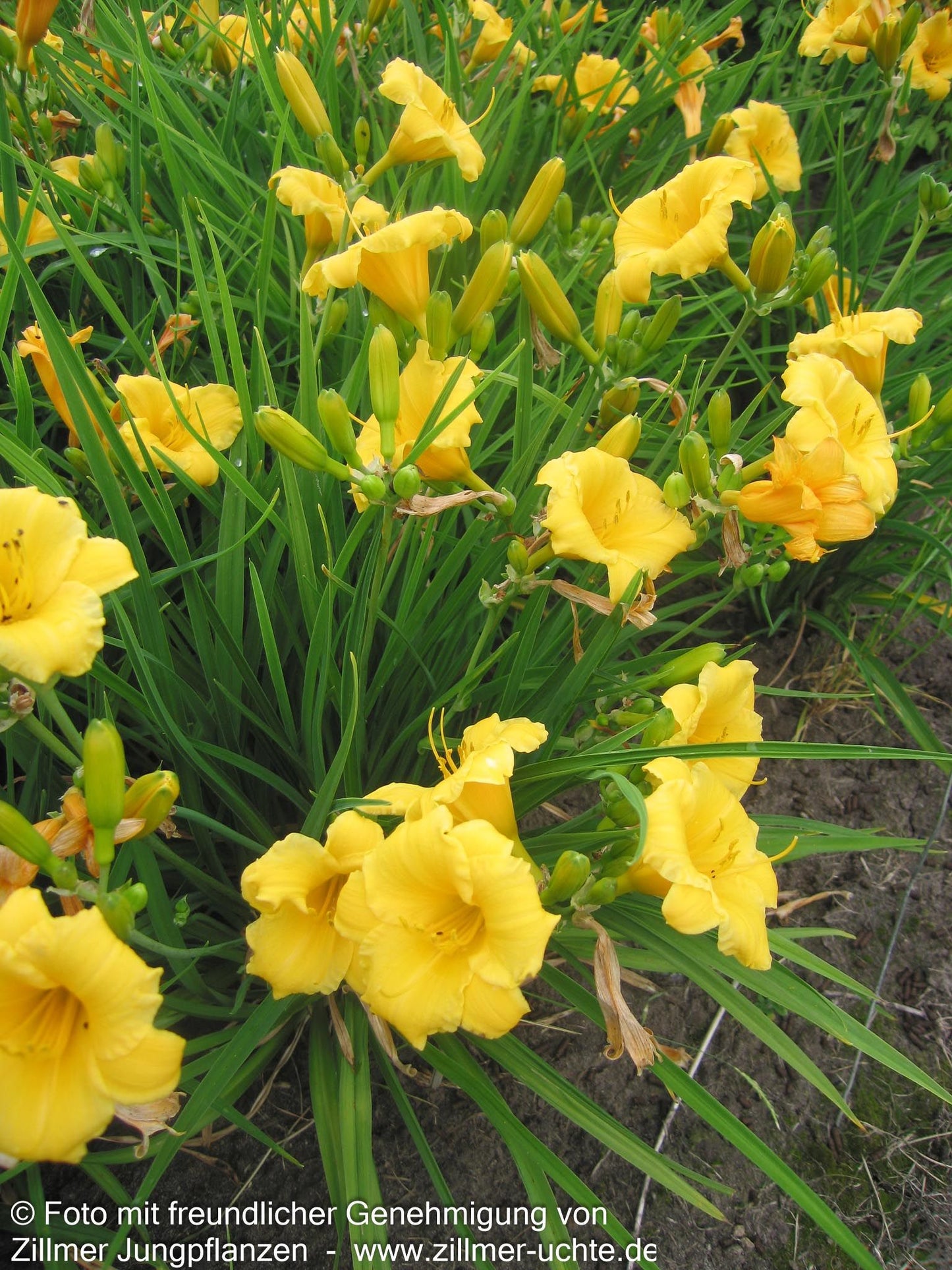 Taglilie 'Stella de Oro' (Hemerocallis x cult.)