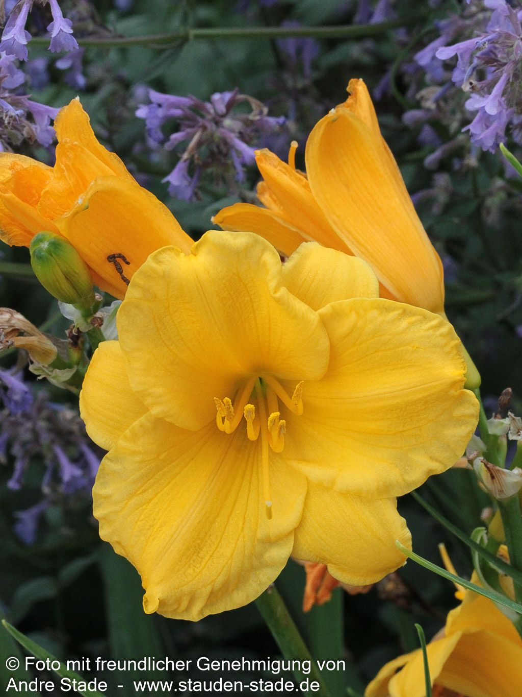 Taglilie 'Stella de Oro' (Hemerocallis x cult.)