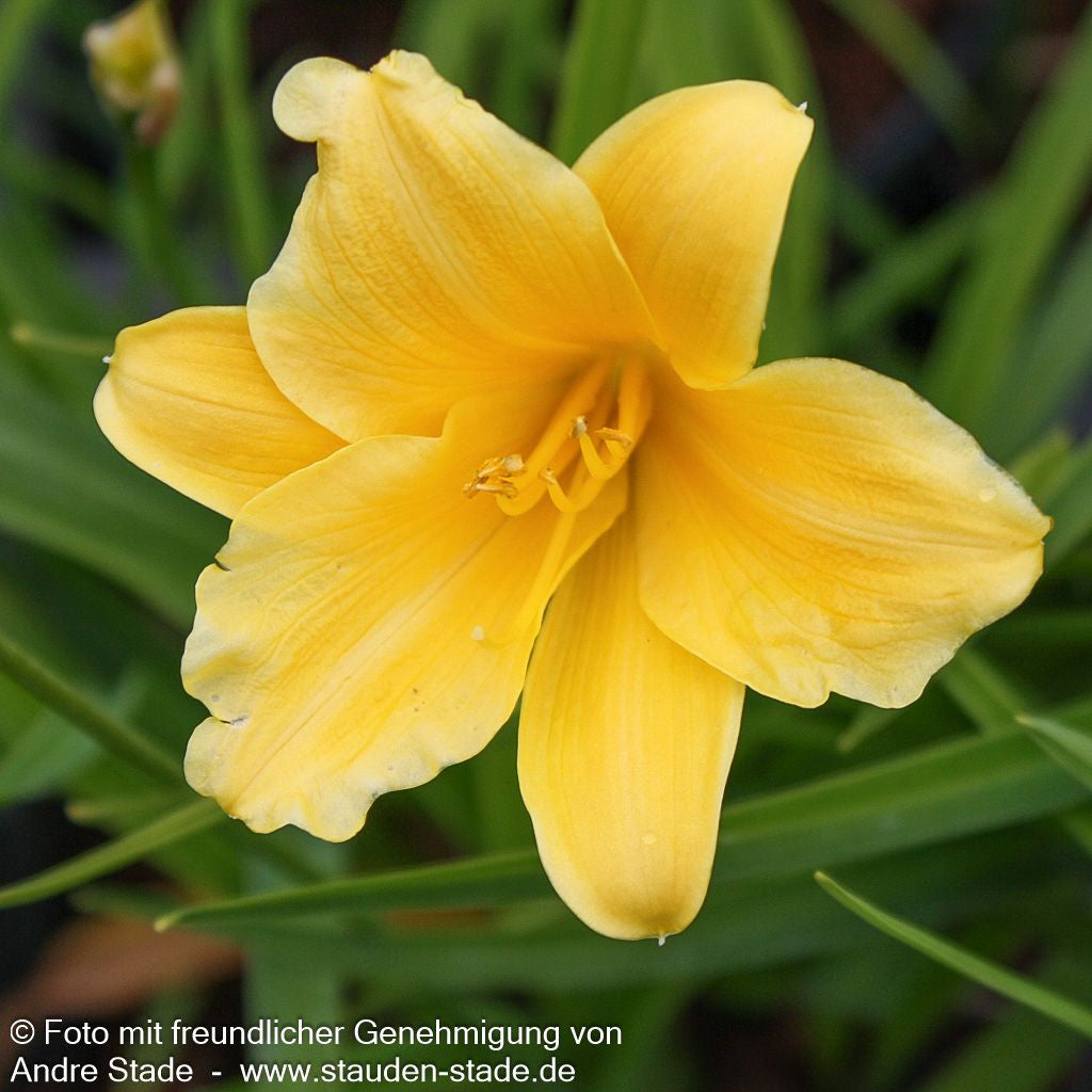 Taglilie 'Stella de Oro' (Hemerocallis x cult.)